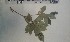  (Eumachia lophoclada - FHO-DB7376)  @11 [ ] Copyright (2013) Unspecified University of Oxford, Department of Plant Sciences