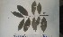  ( - FHO-PS2256)  @11 [ ] Copyright (2013) Unspecified University of Oxford, Department of Plant Sciences