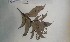  (Gaertnera paniculata - FHO-CY3023)  @11 [ ] Copyright (2013) Unspecified University of Oxford, Department of Plant Sciences