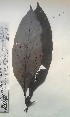  (Leptactina cf. involucrata - FHO-DB7216)  @11 [ ] Copyright (2013) Unspecified University of Oxford, Department of Plant Sciences