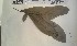  ( - FHO-EP4984)  @11 [ ] Copyright (2013) Unspecified University of Oxford, Department of Plant Sciences