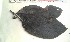  (Morinda geminata - FHO-EP5578)  @11 [ ] Copyright (2013) Unspecified University of Oxford, Department of Plant Sciences