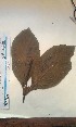  ( - FHO-EP1934)  @11 [ ] Copyright (2013) Unspecified University of Oxford, Department of Plant Sciences