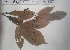  (Pavetta owariensis - FHO-EP6740)  @11 [ ] Copyright (2013) Unspecified University of Oxford, Department of Plant Sciences