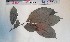  (Psychotria gabonica - FHO-PS1571)  @11 [ ] Copyright (2013) Unspecified University of Oxford, Department of Plant Sciences