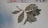  (Psychotria liberica - FHO-PS2453)  @11 [ ] Copyright (2013) Unspecified University of Oxford, Department of Plant Sciences