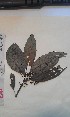  (Psychotria limba - FHO-PS1453)  @11 [ ] Copyright (2013) Unspecified University of Oxford, Department of Plant Sciences