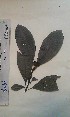  (Psychotria micheliae - FHO-PS2365)  @11 [ ] Copyright (2013) Unspecified University of Oxford, Department of Plant Sciences