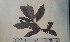  (Psychotria peduncularis - FHO-PS433)  @11 [ ] Copyright (2013) Unspecified University of Oxford, Department of Plant Sciences