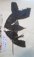  ( - FHO-CY2077)  @11 [ ] Copyright (2013) Unspecified University of Oxford, Department of Plant Sciences