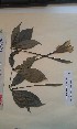  (Rothmannia longiflora - FHO-CY978)  @11 [ ] Copyright (2013) Unspecified University of Oxford, Department of Plant Sciences