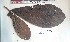  (Rothmannia munsae - FHO-CY14148)  @11 [ ] Copyright (2013) Unspecified University of Oxford, Department of Plant Sciences