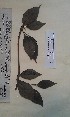  (Sarcosperma - FHO-EP7288)  @11 [ ] Copyright (2013) Unspecified University of Oxford, Department of Plant Sciences
