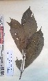  ( - FHO-EP6363)  @11 [ ] Copyright (2013) Unspecified University of Oxford, Department of Plant Sciences