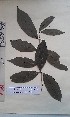  (Tricalysia bracteata - FHO-PS3457)  @11 [ ] Copyright (2013) Unspecified University of Oxford, Department of Plant Sciences