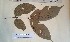  (Tricalysia elliotii - FHO-DB7108)  @11 [ ] Copyright (2013) Unspecified University of Oxford, Department of Plant Sciences