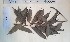  (Chytranthus angustifolius - FHO-PUTUEP2090)  @11 [ ] Copyright (2013) Unspecified University of Oxford, Department of Plant Sciences