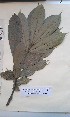  (Chytranthus carneus - FHO-PS5274)  @11 [ ] Copyright (2013) Unspecified University of Oxford, Department of Plant Sciences