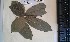  (Chytranthus macrobotrys - FHO-PUTUEP1723)  @11 [ ] Copyright (2013) Unspecified University of Oxford, Department of Plant Sciences
