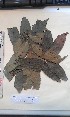  (Deinbollia cuneifolia - FHO-PS2027)  @11 [ ] Copyright (2013) Unspecified University of Oxford, Department of Plant Sciences