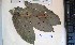  (Deinbollia grandifolia - FHO-PUTUEP2203)  @11 [ ] Copyright (2013) Unspecified University of Oxford, Department of Plant Sciences