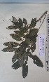  (Deinbollia pinnata - FHO-DB11374)  @11 [ ] Copyright (2013) Unspecified University of Oxford, Department of Plant Sciences