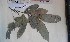 (Pancovia turbinata - FHO-PS5014)  @11 [ ] Copyright (2013) Unspecified University of Oxford, Department of Plant Sciences