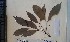  (Placodiscus attenuatus - FHO-PUTUEP43)  @11 [ ] Copyright (2013) Unspecified University of Oxford, Department of Plant Sciences