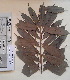  (Placodiscus splendidus - FHO-PUTUEP234)  @11 [ ] Copyright (2013) Unspecified University of Oxford, Department of Plant Sciences