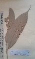 (Chrysophyllum giganteum - FHO-PUTUEP1545)  @11 [ ] Copyright (2013) Unspecified University of Oxford, Department of Plant Sciences