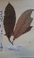  ( - FHO-PUTUEP1491)  @11 [ ] Copyright (2013) Unspecified University of Oxford, Department of Plant Sciences