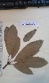  (Inhambanella guineensis - FHO-PUTUEP1782)  @11 [ ] Copyright (2013) Unspecified University of Oxford, Department of Plant Sciences