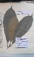  (Omphalocarpum - FHO-CJ10816)  @11 [ ] Copyright (2013) Unspecified University of Oxford, Department of Plant Sciences