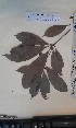  (Neolemonniera - FHO-PUTUEP1680)  @11 [ ] Copyright (2013) Unspecified University of Oxford, Department of Plant Sciences