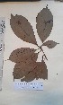  ( - FHO-PUTUEP2076)  @11 [ ] Copyright (2013) Unspecified University of Oxford, Department of Plant Sciences
