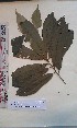  ( - FHO-EP2627)  @11 [ ] Copyright (2013) Unspecified University of Oxford, Department of Plant Sciences