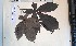  (Vitex - FHO-CY2326)  @11 [ ] Copyright (2013) Unspecified University of Oxford, Department of Plant Sciences