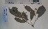  (Rinorea microdon - FHO-CY1426)  @11 [ ] Copyright (2013) Unspecified University of Oxford, Department of Plant Sciences