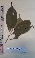  (Rinorea welwitschii - FHO-EP5380)  @11 [ ] Copyright (2013) Unspecified University of Oxford, Department of Plant Sciences