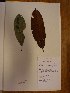  (Chrysophyllum perpulcrum - BRLU-NB0540)  @11 [ ] CreativeCommons - Attribution Non-Commercial Share-Alike (2013) Unspecified Herbarium de l'Université Libre de Bruxelles