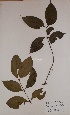  (Garcinia punctata - BRLU-TS4401)  @11 [ ] CreativeCommons - Attribution Non-Commercial Share-Alike (2013) Unspecified Herbarium de l'Université Libre de Bruxelles
