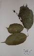  (Cleistanthus sp - BRLU-TS4645)  @11 [ ] CreativeCommons - Attribution Non-Commercial Share-Alike (2013) Unspecified Herbarium de l'Université Libre de Bruxelles