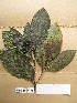  ( - WH213a_021)  @11 [ ] CreativeCommons - Attribution Non-Commercial Share-Alike (2013) Unspecified Herbarium de l'Université Libre de Bruxelles