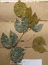  ( - WH213a_065)  @11 [ ] CreativeCommons - Attribution Non-Commercial Share-Alike (2013) Unspecified Herbarium de l'Université Libre de Bruxelles