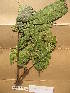  (Placodiscus bancoensis - WH213a_125)  @11 [ ] CreativeCommons - Attribution Non-Commercial Share-Alike (2013) Unspecified Herbarium de l'Université Libre de Bruxelles