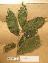  ( - WH213a_150)  @11 [ ] CreativeCommons - Attribution Non-Commercial Share-Alike (2013) Unspecified Herbarium de l'Université Libre de Bruxelles