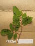  ( - WH213a_156)  @11 [ ] CreativeCommons - Attribution Non-Commercial Share-Alike (2013) Unspecified Herbarium de l'Université Libre de Bruxelles