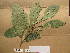  (Rinorea oblongifolia - WH213a_170)  @11 [ ] CreativeCommons - Attribution Non-Commercial Share-Alike (2013) Unspecified Herbarium de l'Université Libre de Bruxelles