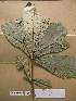  ( - WH213a_179)  @11 [ ] CreativeCommons - Attribution Non-Commercial Share-Alike (2013) Unspecified Herbarium de l'Université Libre de Bruxelles
