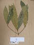 ( - WH213a_182)  @11 [ ] CreativeCommons - Attribution Non-Commercial Share-Alike (2013) Unspecified Herbarium de l'Université Libre de Bruxelles